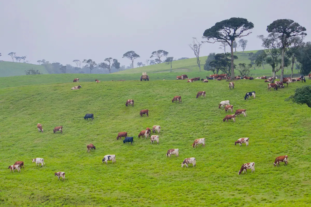 Ambewela Farm (Ambewela New Zealand Farm)