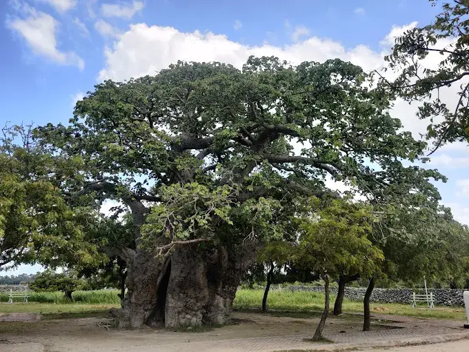 Delft Island Baobab Tree (Adansonia digitata)