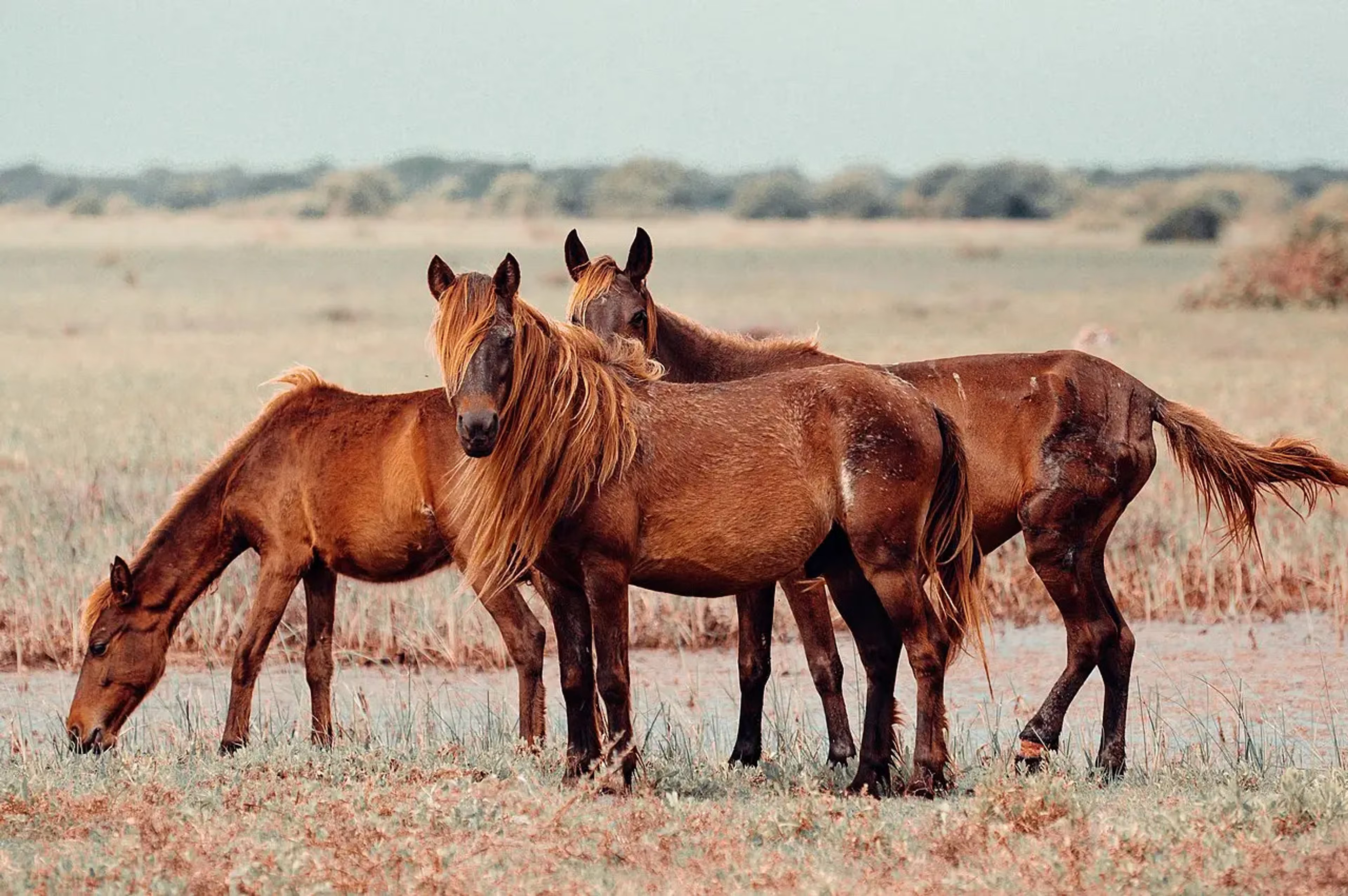 Delft Wild Horses