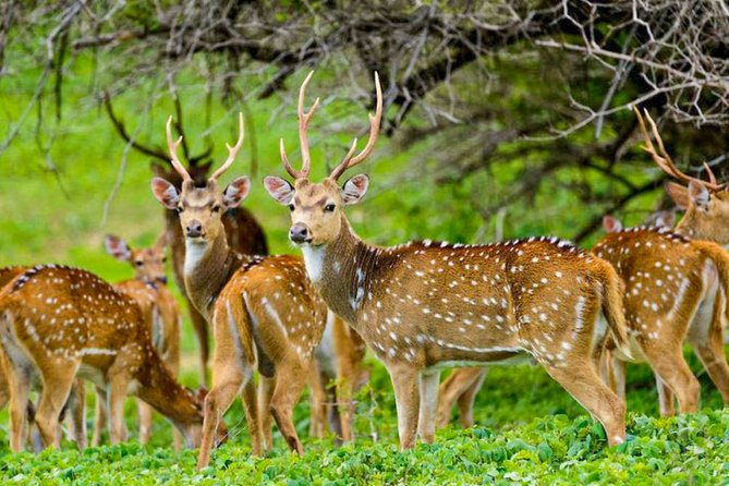 Maduru Oya National Wildlife Park