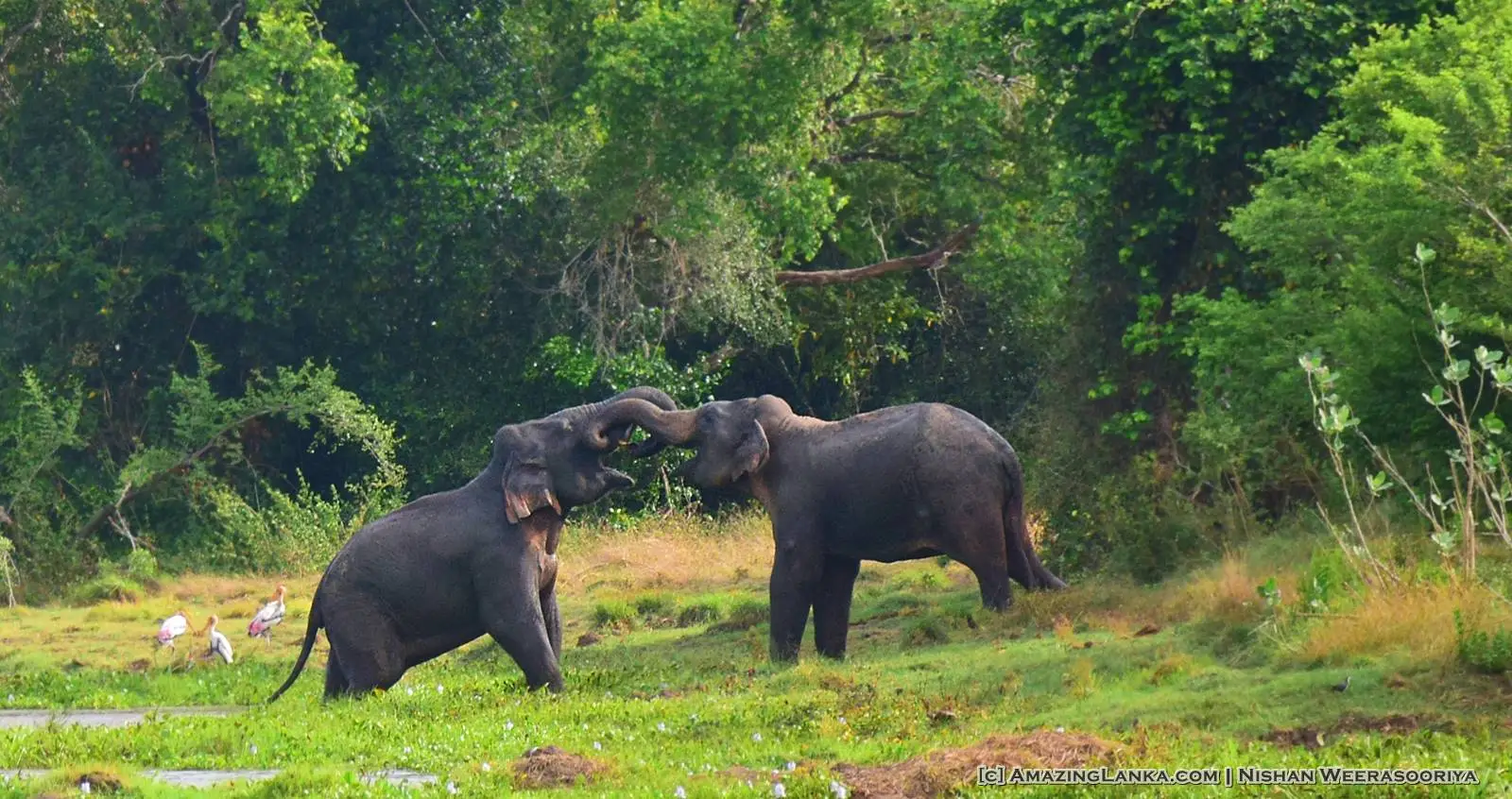 Wasgamuwa National Park