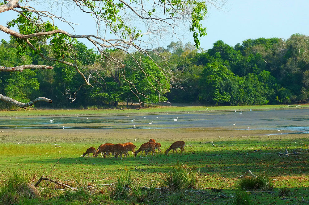 Wilpattu National Park